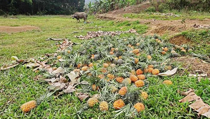 Thơm mất giá, nông dân đổ bỏ