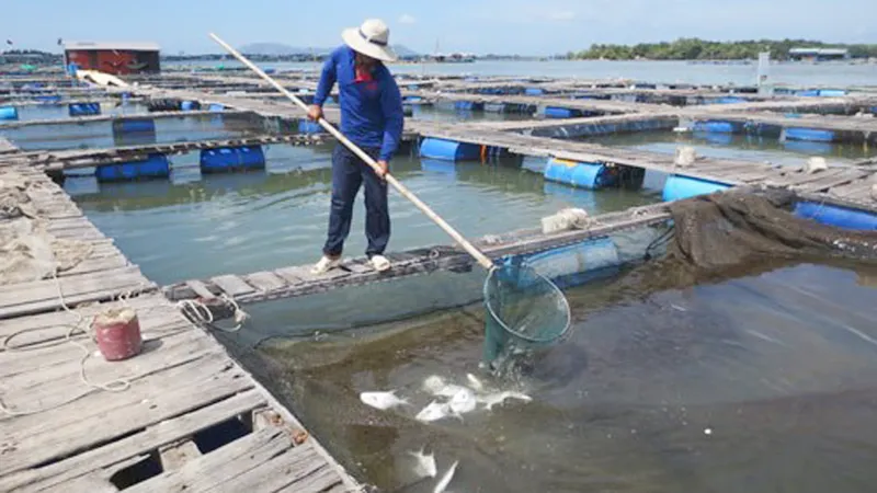 Ngư dân vớt cá nuôi lồng bè bị chết trên sông Chà Và