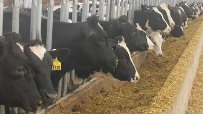 Việt Nam là đối tác nhập khẩu hàng hóa lớn thứ 4 của Argentina