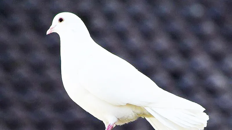 Phát hiện mới về bồ câu