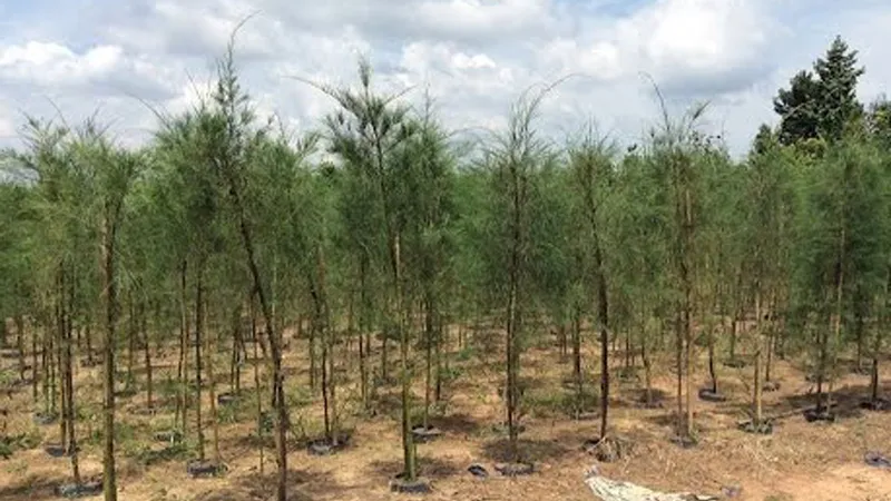 Thừa Thiên - Huế trồng 22.000 cây phi lao bảo vệ bãi biển Thuận An