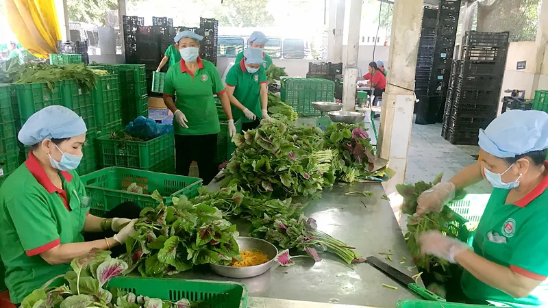 Nông sản sạch vẫn còn “sạn”