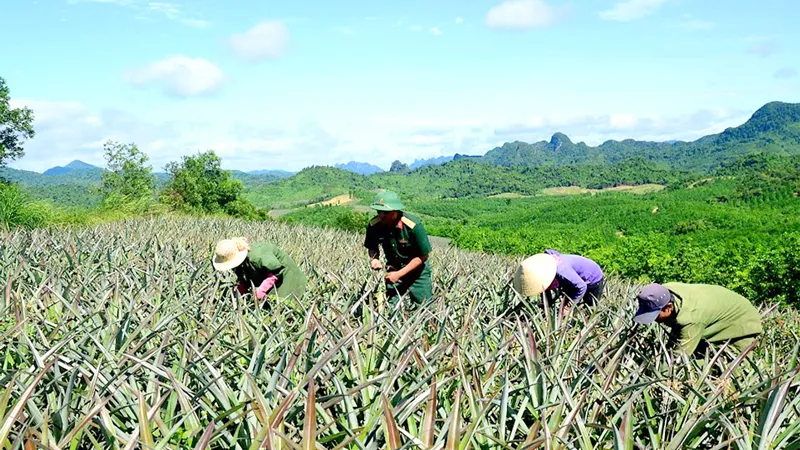 Bộ đội giúp dân bản trồng dứa năng suất cao