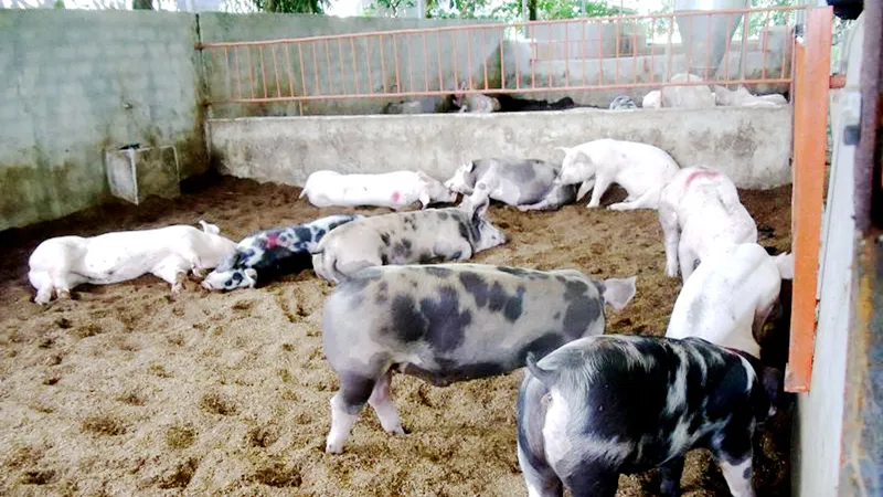 Chăn nuôi heo trên nền đệm lót sinh học