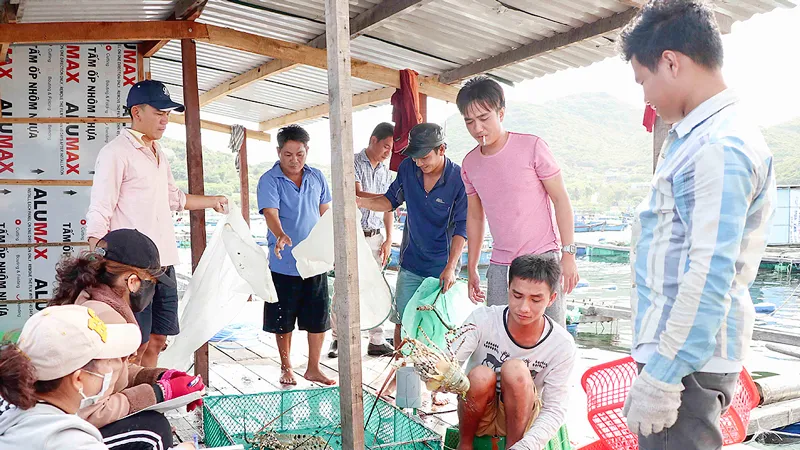 Người dân đảo Bình Ba, xã Cam Bình thu hoạch tôm hùm
