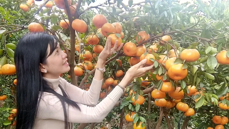 Du khách tham quan vườn quýt hồng dịp tết