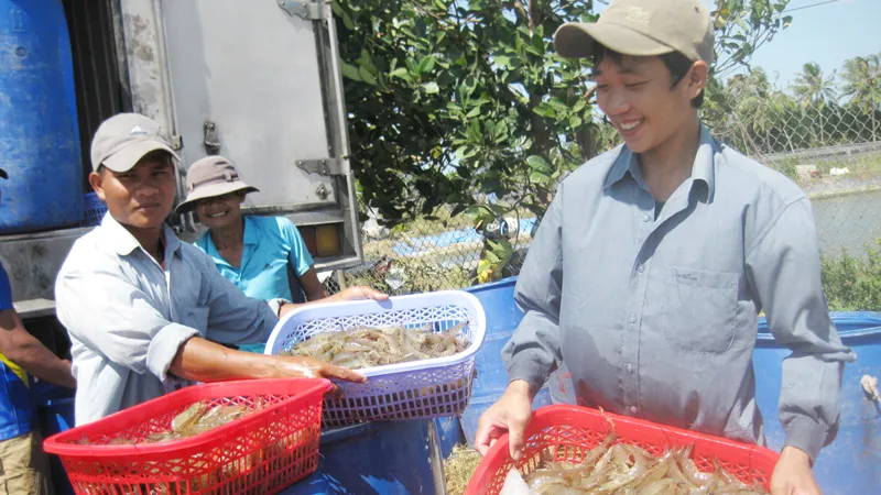 Nuôi tôm giúp nhiều hộ vươn lên khá giả