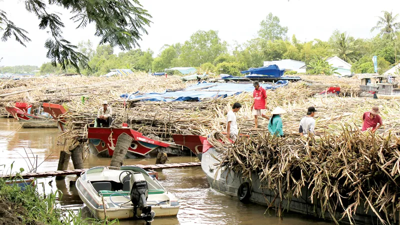 Người trồng mía lại điêu đứng vì tồn kho, giá giảm