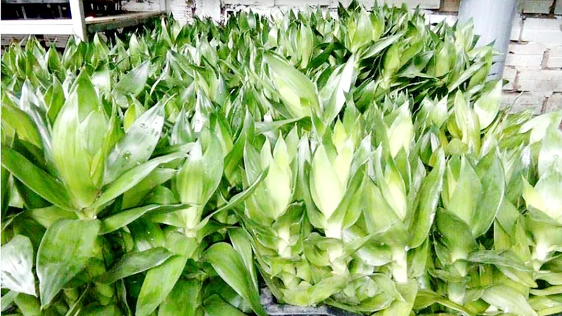 Trồng cây phát tài búp sen