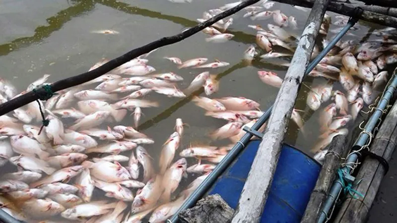 Hà Tĩnh: Nhiều cá, mực nuôi nhốt ở lồng bè bị chết