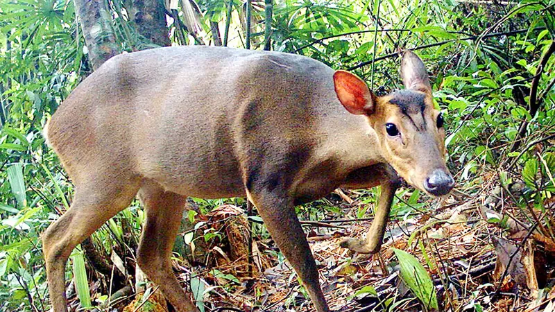 Một cá thể Mang lớn trên dãy Trường Sơn (Quảng Nam) được bẫy ảnh của WWF ghi lại. Ảnh: LEINIZ - IZW, WWF - Việt Nam