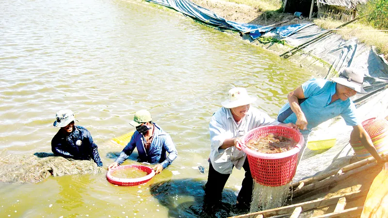 Tôm thẻ ở ĐBSCL giảm giá, nông dân gặp khó