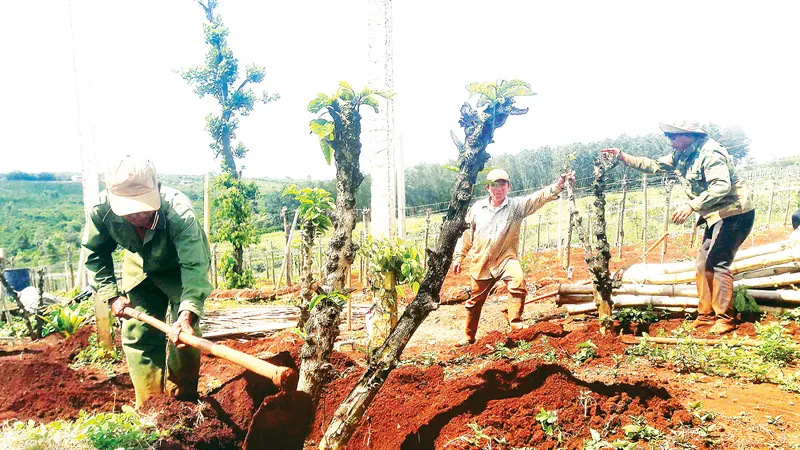 Một hộ dân tại Gia Lai phá cà phê để trồng lại cây khác. Ảnh: HỮU PHÚC