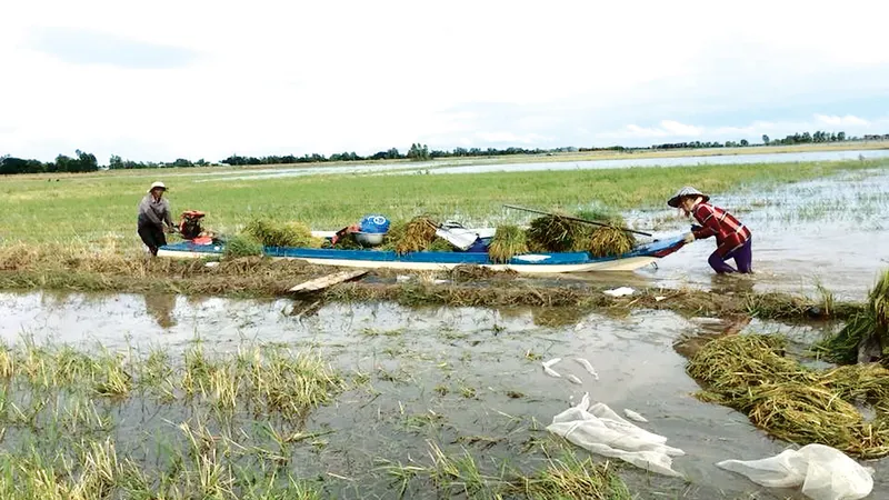 Nông dân vùng đầu nguồn An Phú (tỉnh An Giang) thu hoạch lúa chạy lũ