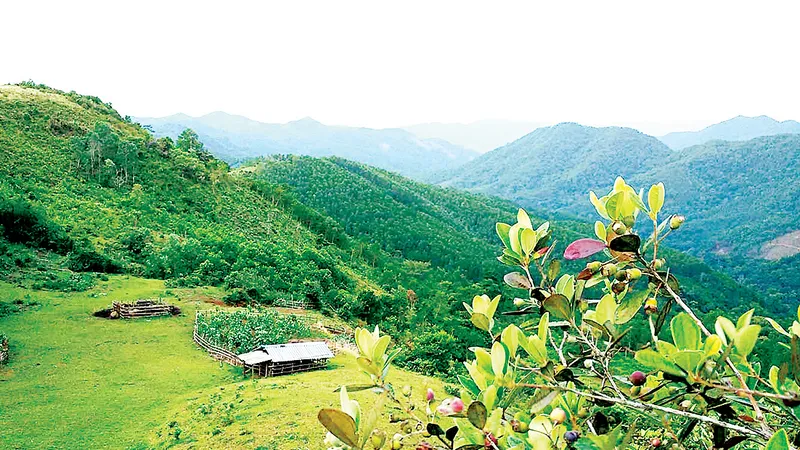 Bùi Hui có khí hậu quanh năm mát mẻ, có cây sim tự nhiên nhiều nhất Quảng Ngãi