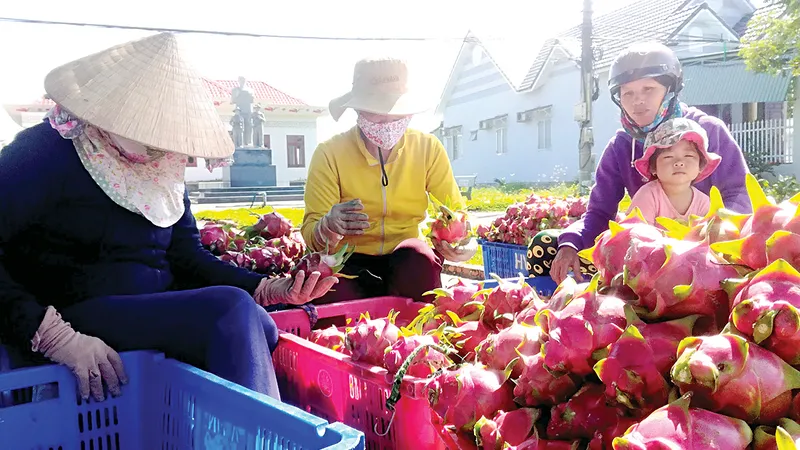 Người dân Hàm Liêm ổn định kinh tế nhờ trái thanh long