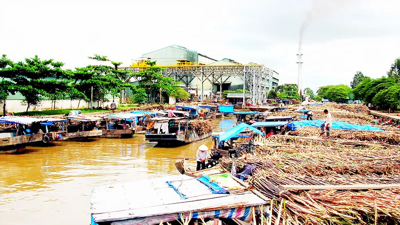 Nông dân chờ bán mía ở Nhà máy đường Phụng Hiệp (Hậu Giang)