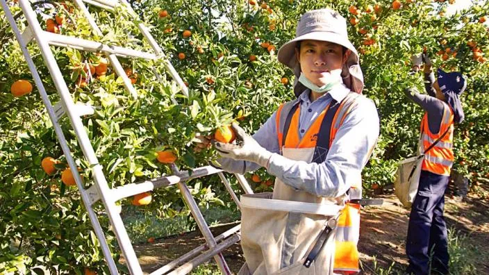 Australia nới lỏng thị thực du lịch lao động