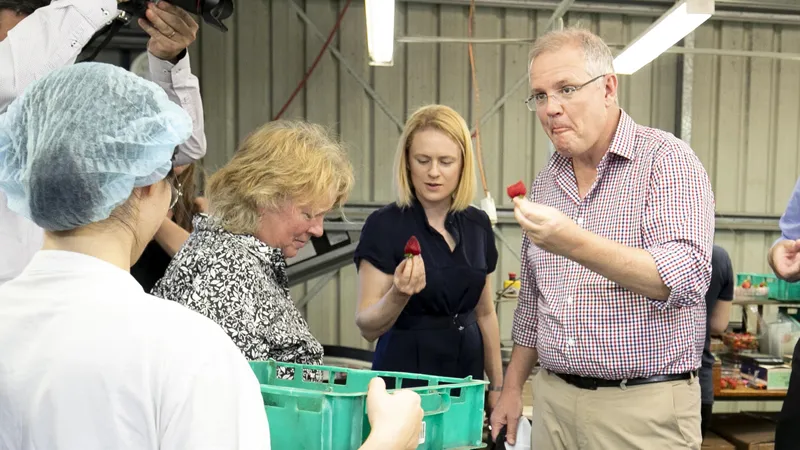 Thủ tướng Australia Scott Morrison (phải) thử dâu tây tại trang trại dâu tây Chambers Flat ở Đông Nam Queensland, Australia, ngày 5-11-2018. AAP