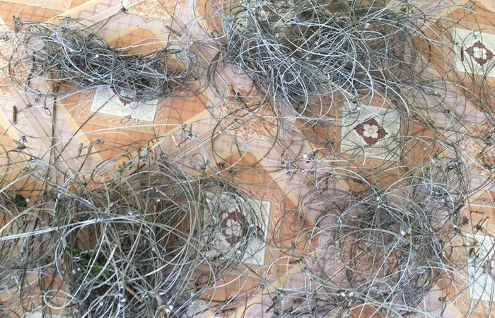 Phát hiện dày đặc bẫy săn bắt động vật rừng trái phép