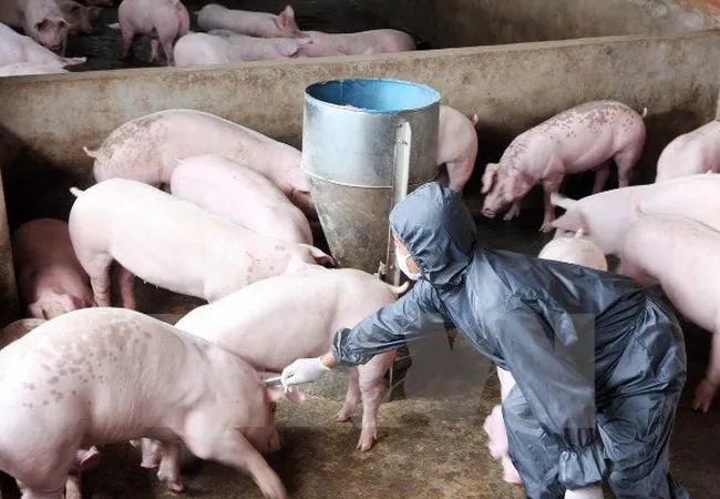 Dịch tả heo châu Phi đã lan ra 12 tỉnh, thành