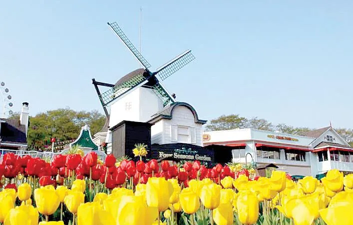 Lễ hội hoa tulip ở công viên Everland