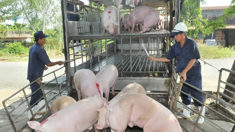 Nhiều địa phương công bố hết dịch tả heo châu Phi