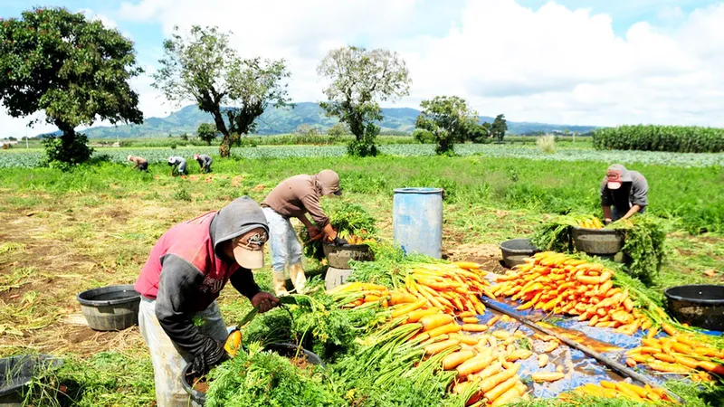 Thất thoát lương thực thường xảy ra khi thu hoạch do thiếu nhân công