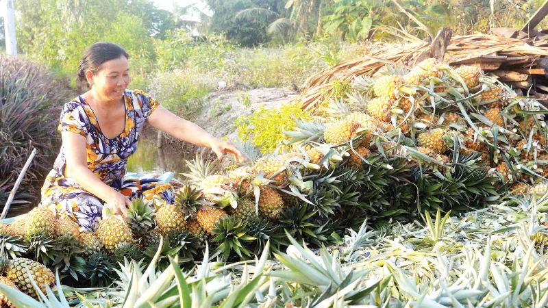 Tháo nút nghẽn phát triển Đồng bằng sông Cửu Long