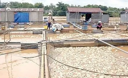 Đồng Nai: Hơn 5.000 tấn cá bè bị thiệt hại do mưa lũ