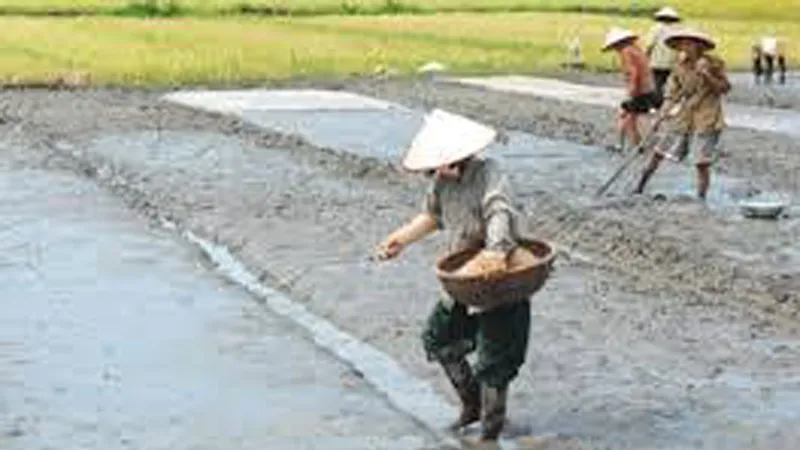 ĐBSCL: Đẩy nhanh xuống giống lúa đông xuân để né hạn mặn