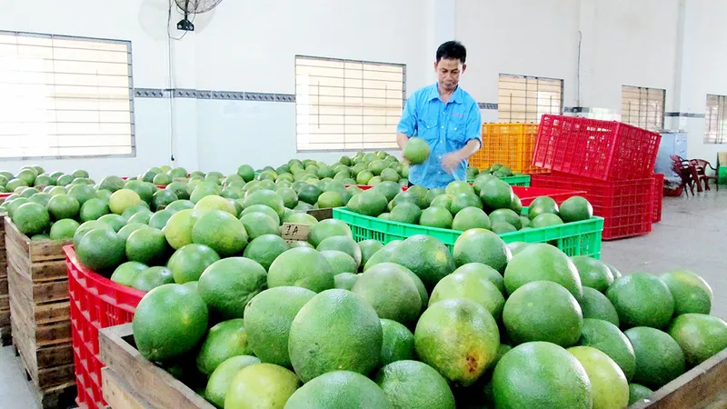 Giá bưởi ngày càng giảm