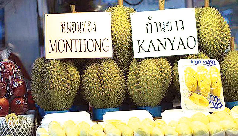 Hộp chống mùi sầu riêng khi vận chuyển