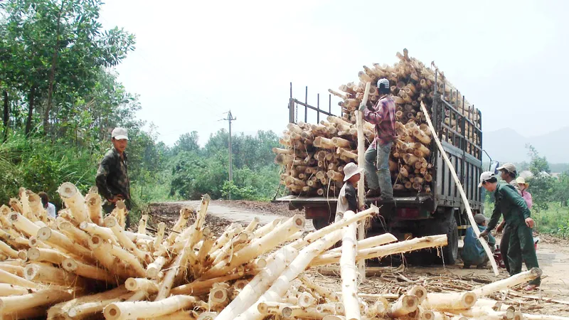 Miền Trung: Rừng mất, đất cằn - Bài 1: Muôn kiểu phá rừng