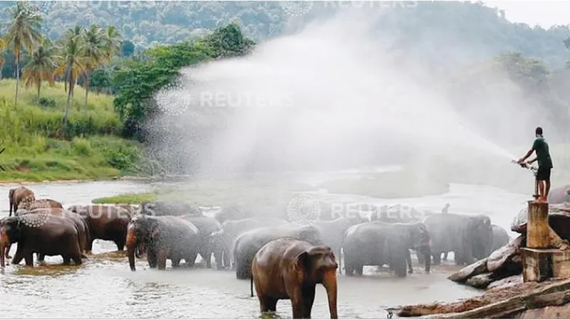 Cấm đồ nhựa để bảo vệ động vật hoang dã