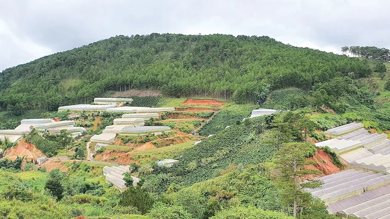 Nhà kính mọc lên khắp nơi “gặm nhấm” đất rừng ở Lâm Đồng
