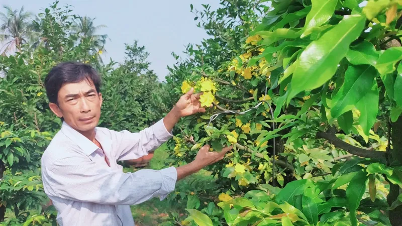 Anh Lê Đức Trọng (Thuận An, Bình Dương) với kinh nghiệm 20 năm trồng mai đang chuẩn bị cho vụ tết