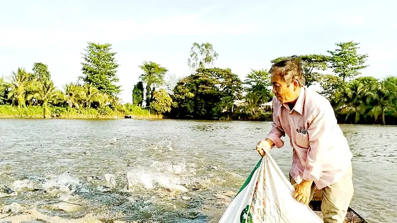 Thức ăn chăn nuôi tăng giá tạo thêm gánh nặng cho người nuôi cá tra ở An Giang
