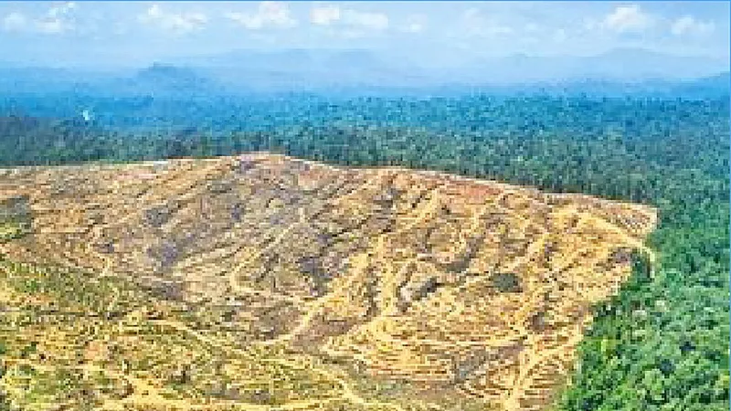Diện tích rừng rộng lớn bị tàn phá trên đảo Borneo