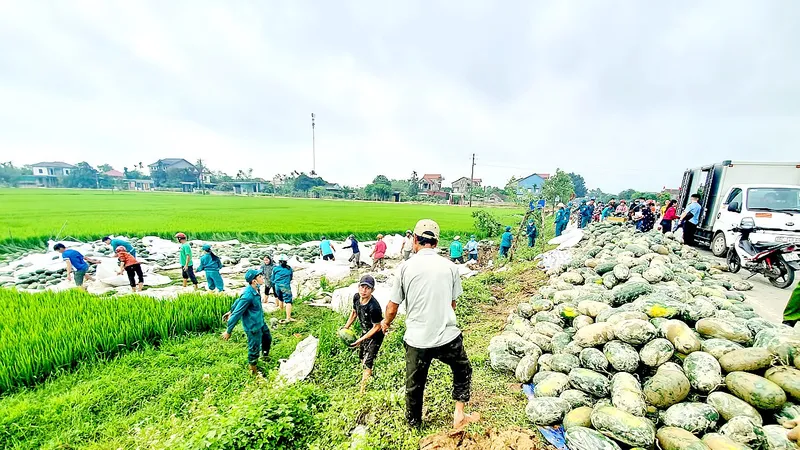 Vụ tai nạn khiến toàn bộ dưa hấu trên xe đổ tràn xuống ruộng lúa