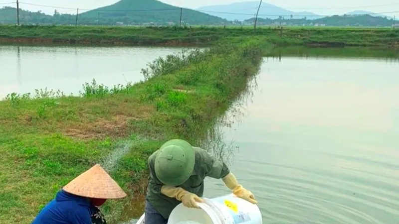 Xử lý ao nuôi tôm bị bệnh đốm trắng ở huyện Kỳ Anh, Hà Tĩnh. Ảnh: DƯƠNG QUANG