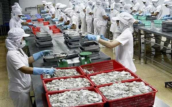 Mực xuất sang Trung Quốc tiếp tục tăng