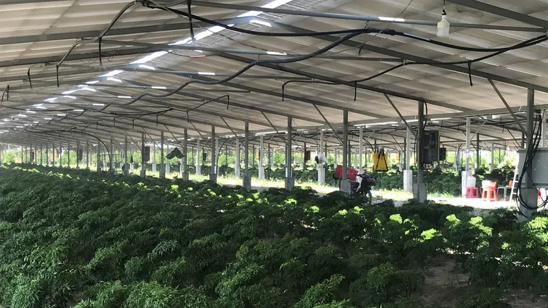 Mô hình trồng cây đinh lăng kết hợp áp mái pin năng lượng mặt trời