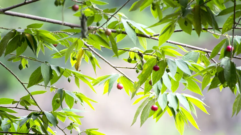 Níu một nhành trứng cá