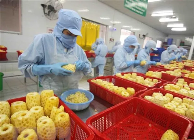 Chế biến sản phẩm dứa đóng hộp tại nhà máy của Công ty CP xuất nhập khẩu nông sản An Giang. Ảnh: TTXVN