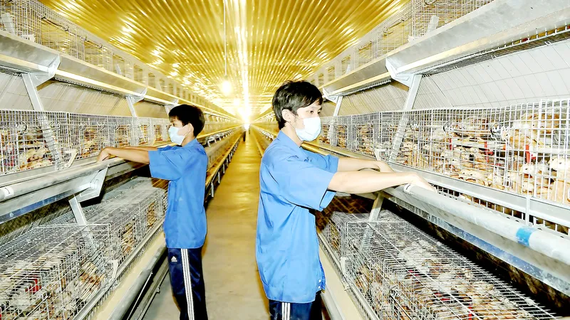 Cơ sở nuôi gà lấy trứng tại tỉnh Bình Dương. Ảnh: CAO THĂNG