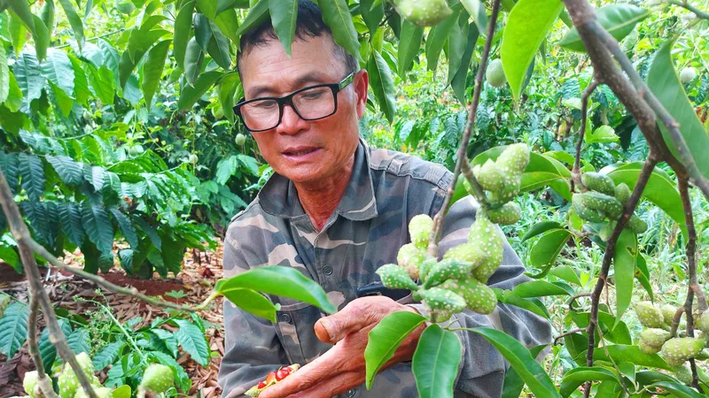 Vườn dổi của ông Thẩm (xã Sơ Pai) cho thu hoạch sau 3 năm trồng. Ảnh: HỮU PHÚC