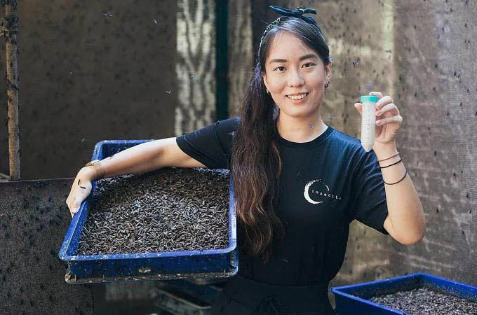 Chua Kai-Ning làm việc trong trang trại côn trùng