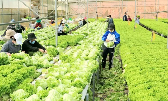 Nông dân Lâm Đồng xuống giống vụ rau mới