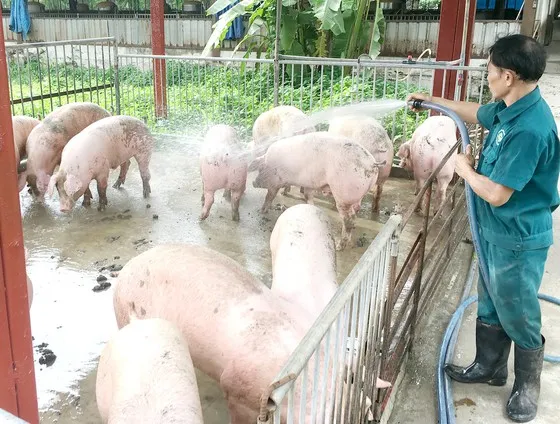 Tăng cường khống chế bệnh dịch tả heo châu Phi